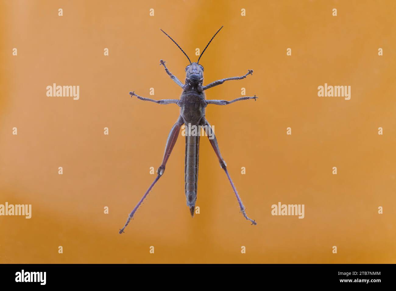 Long and slender body hi-res stock photography and images - Alamy