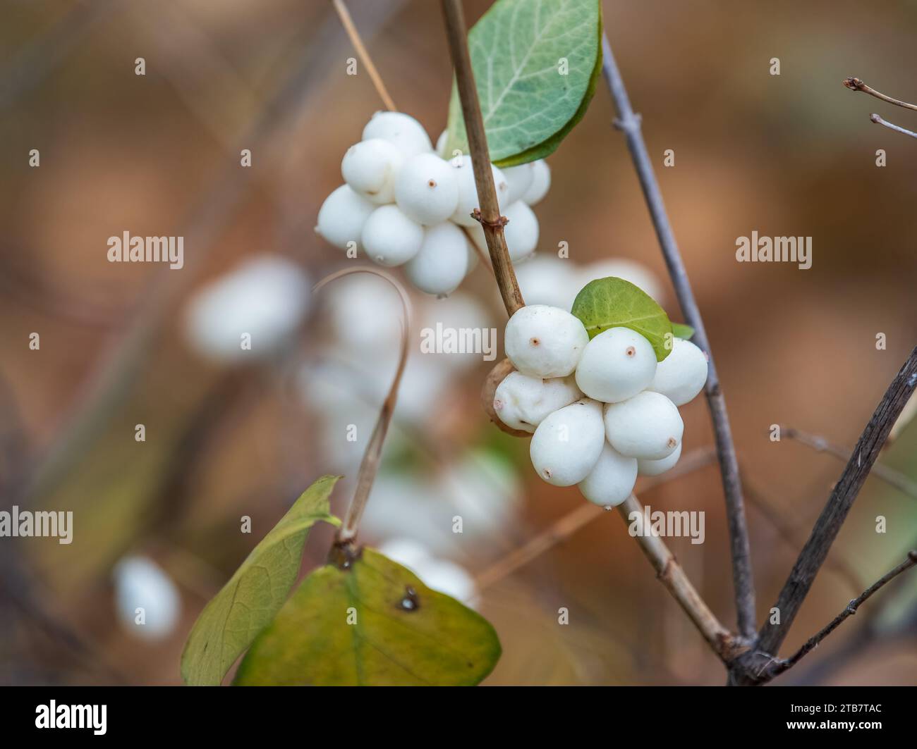 Snowberry shrub with white poisonous berries in autumn, also known as ghostberry and waxberry, popular ornamental garden plant. Latin name Symphoricar Stock Photo