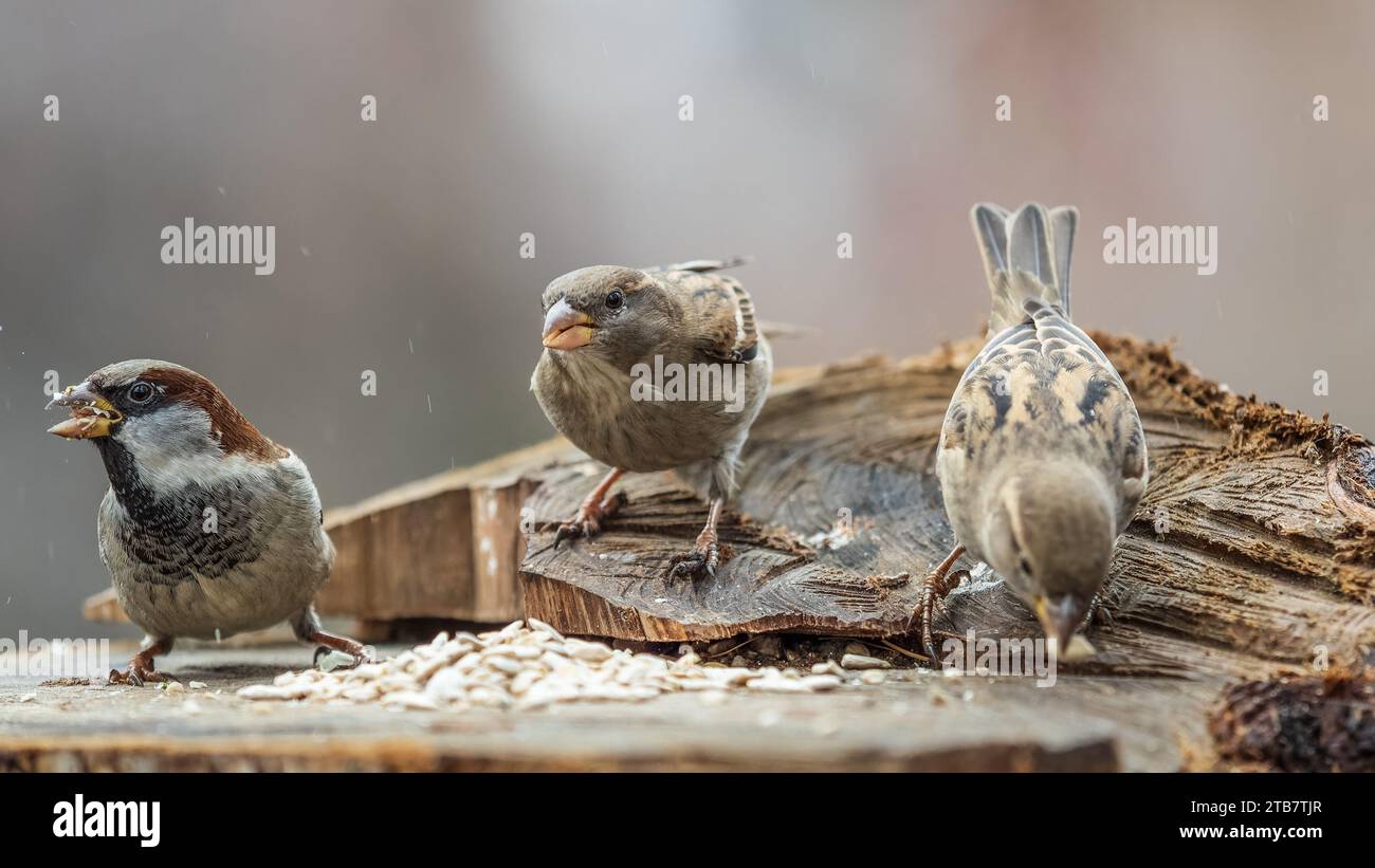 Three sparrows are eating sunflower seeds. House sparrows, Passer