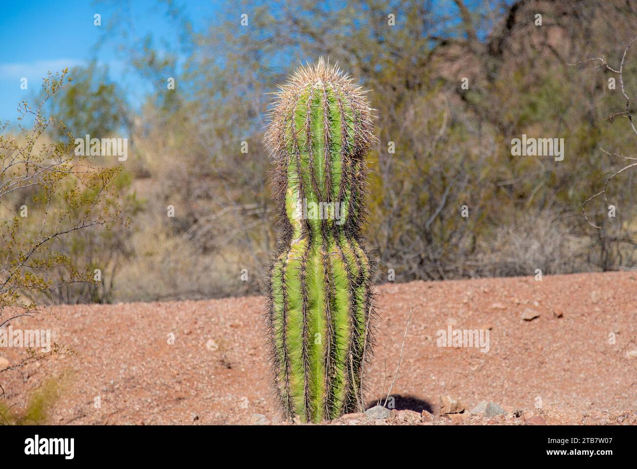 Cactus in the Sonoran Desert, Arizona, USA Stock Photo