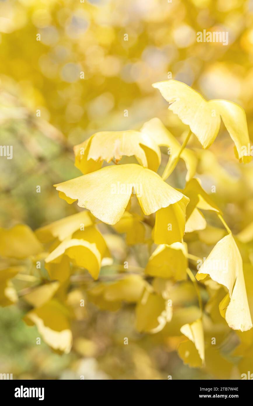 Beautiful yellow ginkgo, gingko biloba tree forest in autumn season in sunny day with sunlight and blue sky. Stock Photo