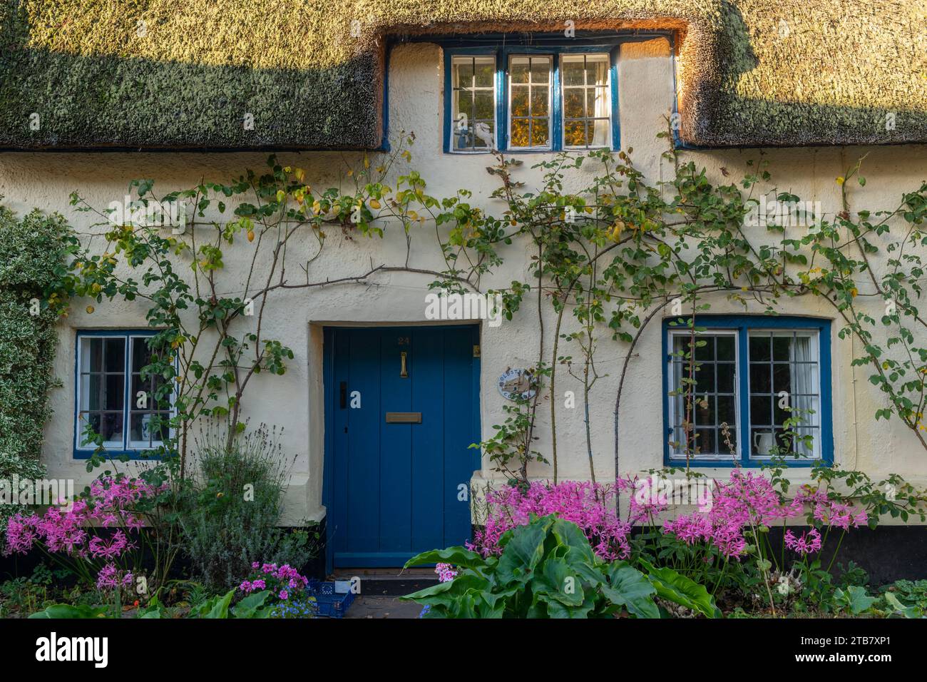 Beautiful facade of an idyllic thatched cottage in the village of Dunster, Exmoor National Park, Somerset, England.  Autumn (October) 2022. Stock Photo