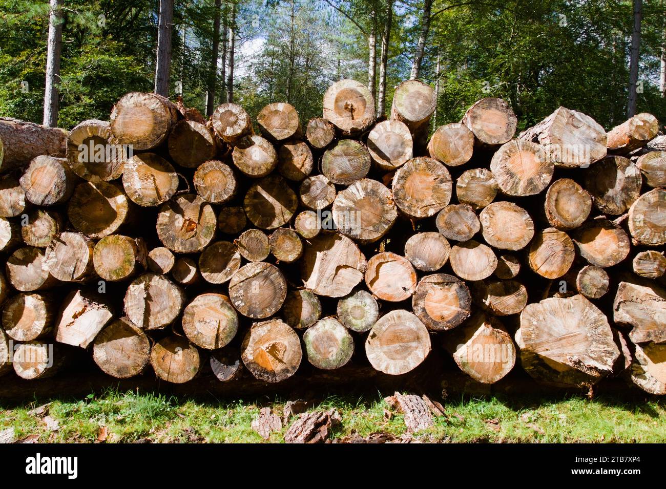 View End On Of A Stack Of Felled Pine Trees In The Forest, New Forest UK Stock Photo