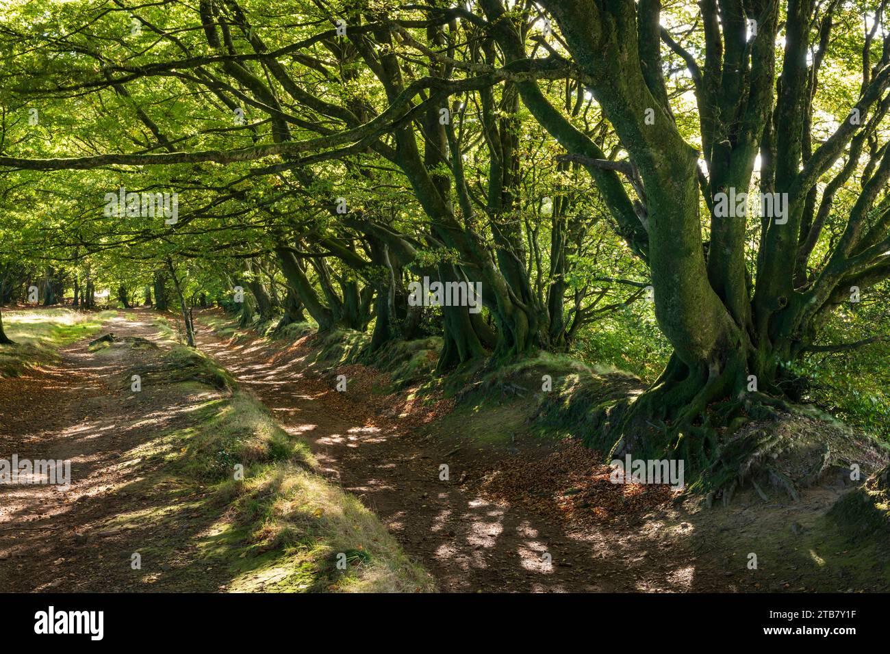 Beech trees along the Drove Road near Triscombe Stone in the Quantocks, Somerset, England. Autumn (October) 2022. Stock Photo