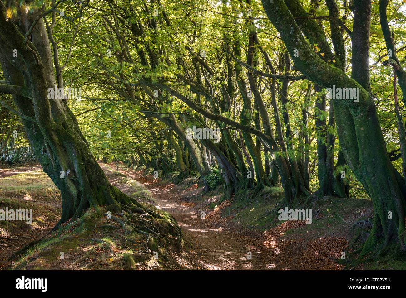 Beech trees along the Drove Road near Triscombe Stone in the Quantocks, Somerset, England. Autumn (October) 2022. Stock Photo