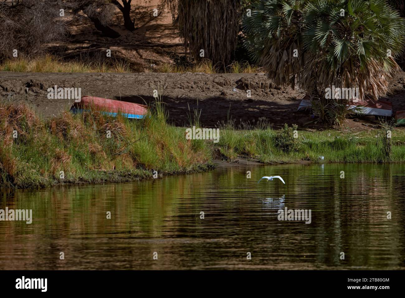A seagull soaring through the air above the majestic Nile River, the ...