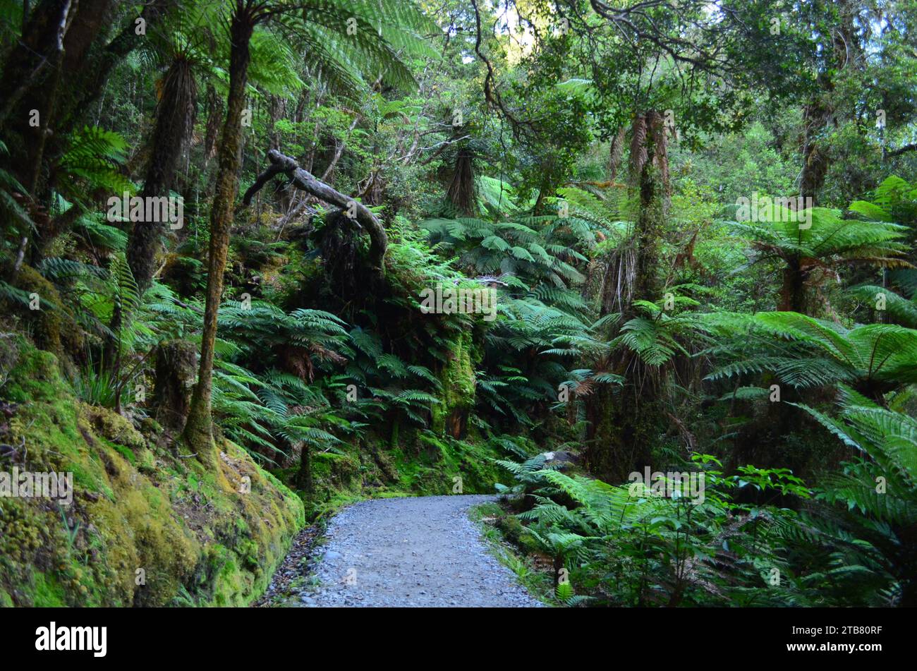 A trail winding its way through a lush, green forest Stock Photo - Alamy