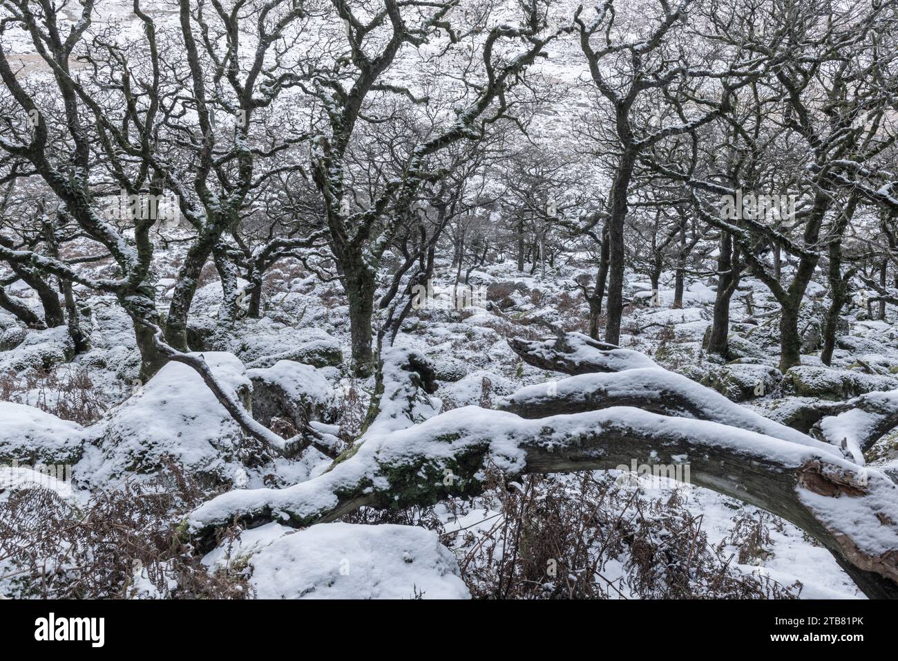 Snow in Black a Tor copse, one of only 5 high altitude oak woodlands in Britain, Dartmoor, Devon, England. Winter (December) 2022. Stock Photo
