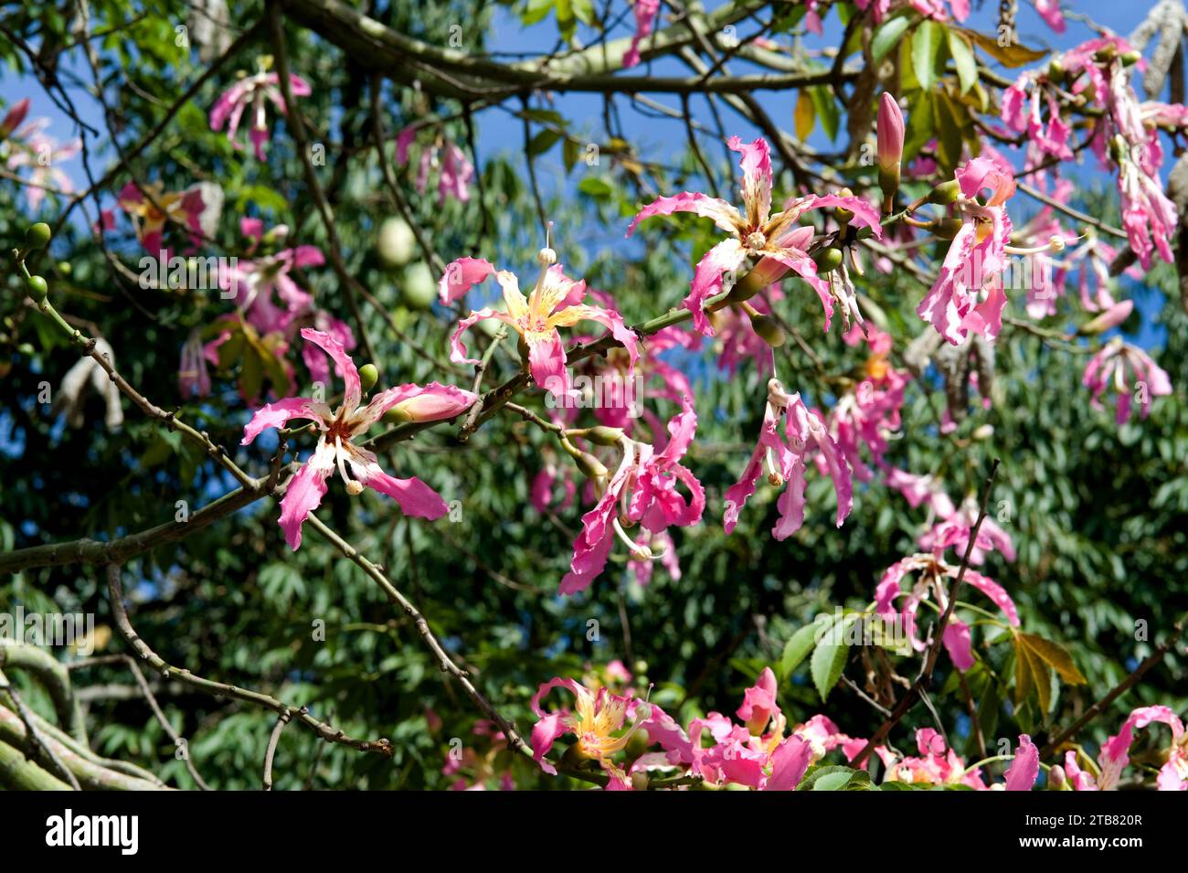Silk floss tree (Ceiba speciosa or Chorisia speciosa) is a deciduous tree native to tropical South America. Flowers detail. Stock Photo