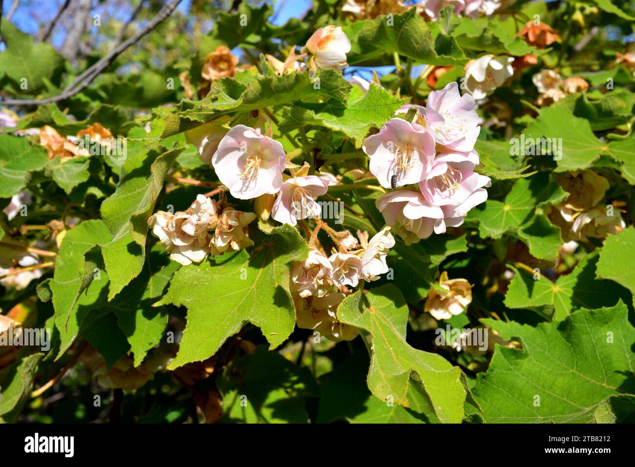 Pink wild pear (Dombeya burgessiae) is a big shrub or small tree native to Africa, from Tanzania to South Africa. Flowers and leaves detail. Stock Photo