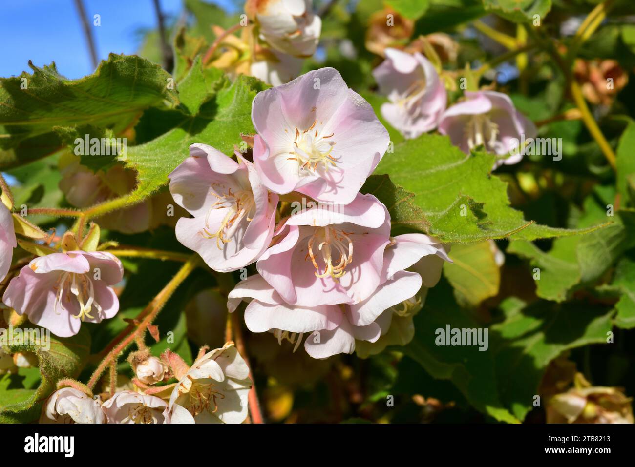 Pink wild pear (Dombeya burgessiae) is a big shrub or small tree native to Africa, from Tanzania to South Africa. Flowers and leaves detail. Stock Photo