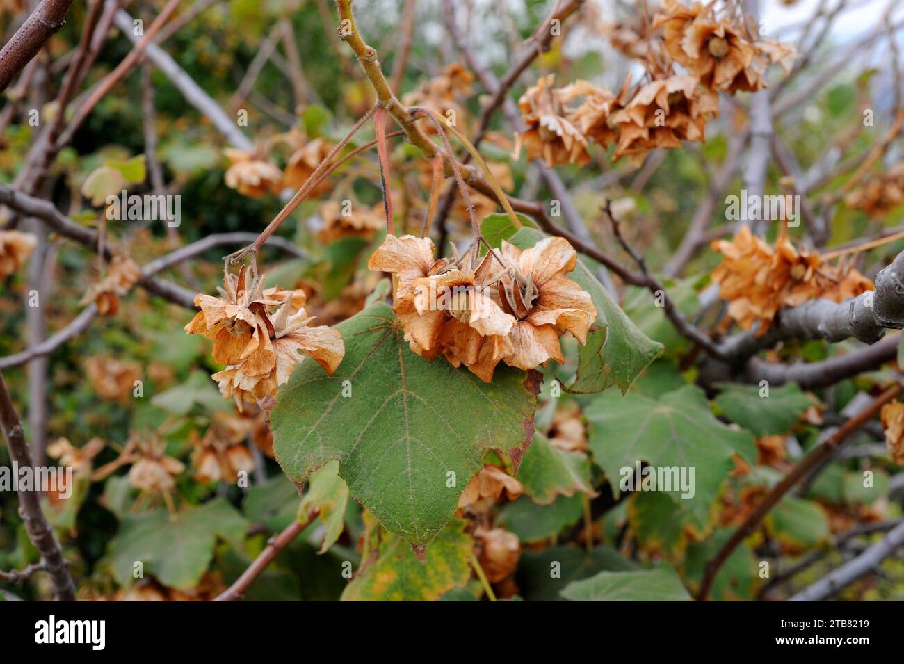 Pink wild pear (Dombeya burgessiae) is a big shrub or small tree native to Africa, from Tanzania to South Africa. Fruits and leaves detail. Stock Photo