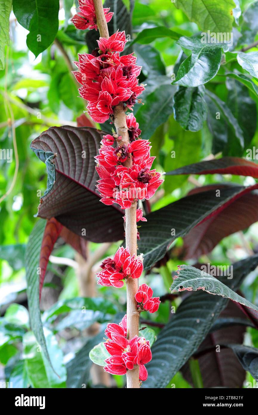 Goethea strictiflora or Pavonia strictiflora is a shrub native to Brazil. Flowers detail. Stock Photo