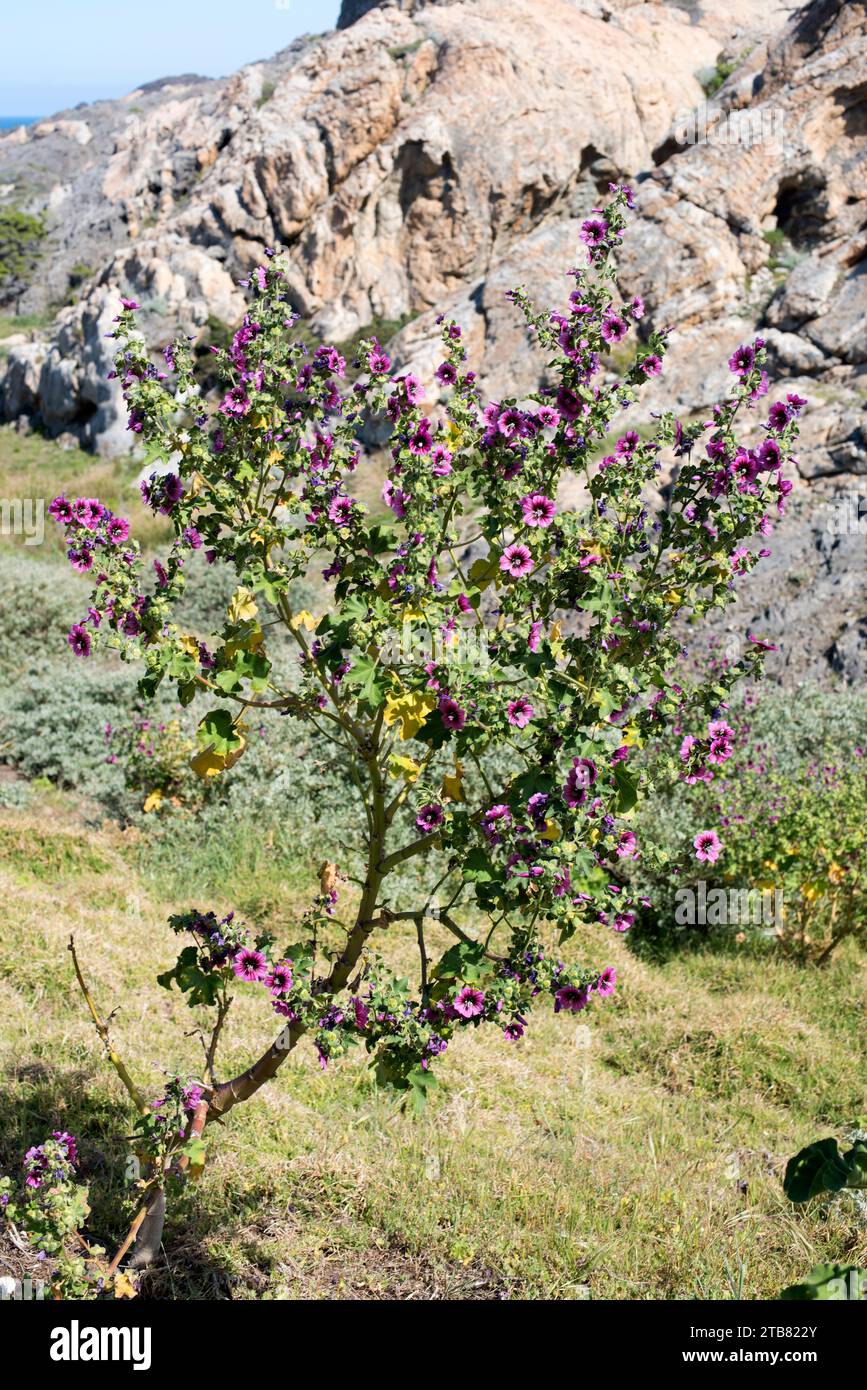 Tree mallow (Lavatera arborea, Malva arborea or Malva eryocalix) is a shrub native to western Europe coasts and Mediterranean Basin. This photo was ta Stock Photo