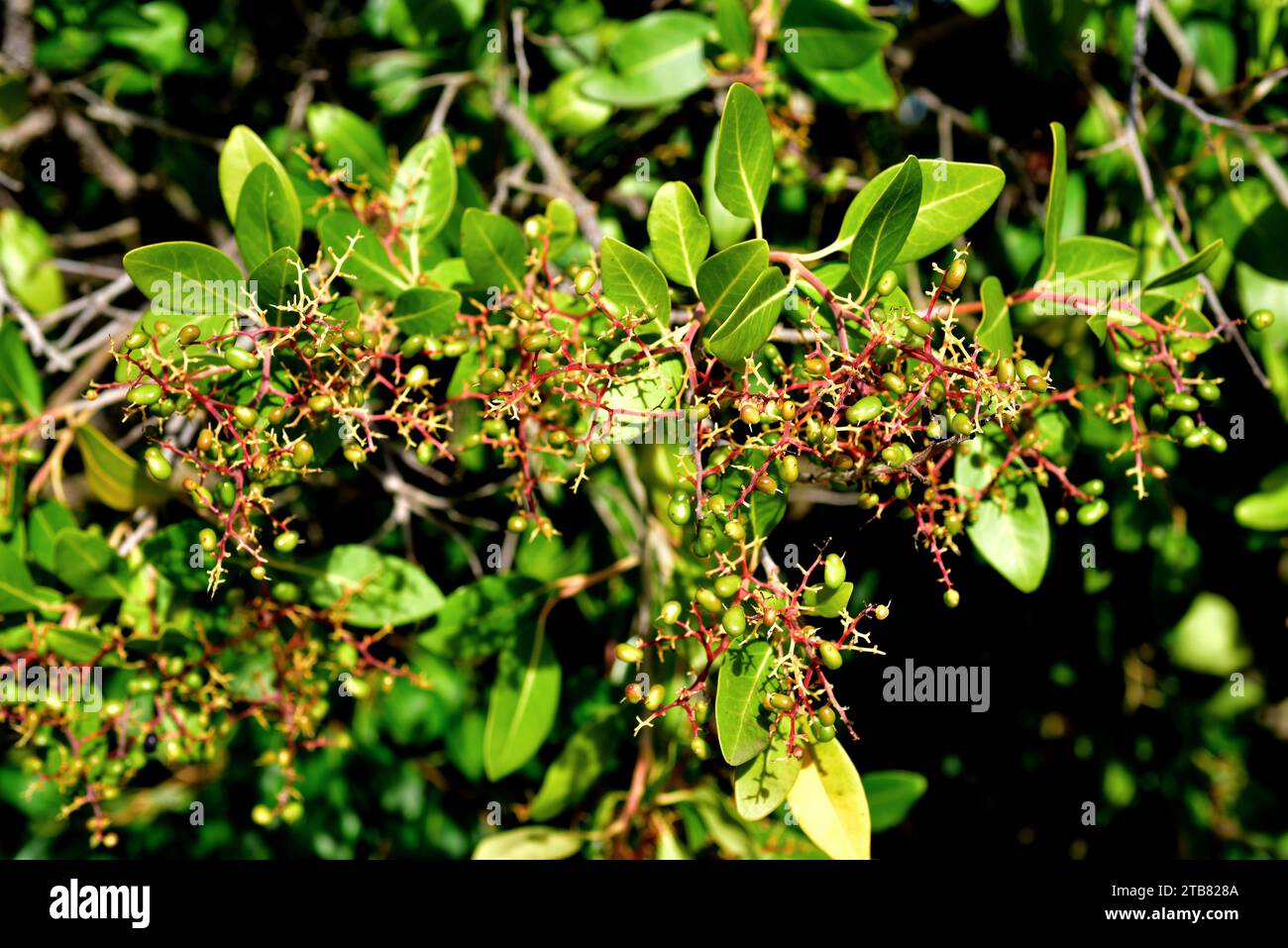 White pear (Apodytes dimidiata) is a small tree native to southern Africa. Fruits detail. Stock Photo