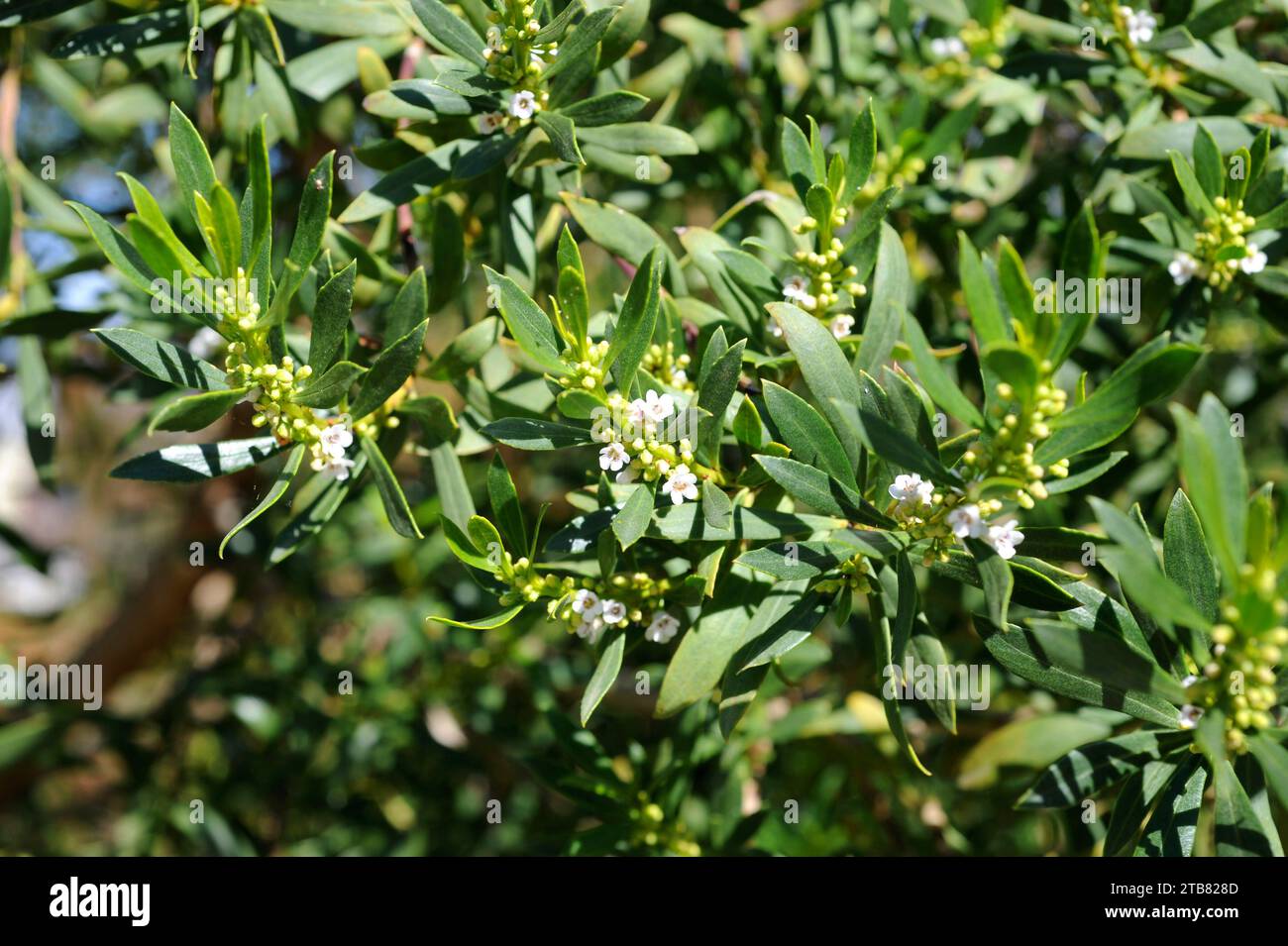 Common boobialla (Myoporum insulare) is a shrub native to Australia coasts. Stock Photo