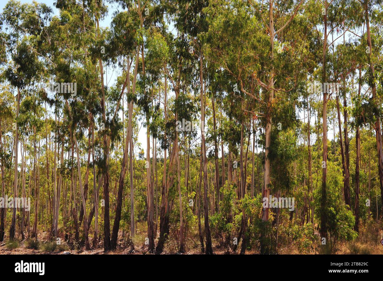 Blue gum (Eucalyptus globulus) is a tree native to Australia but widely cultivated in many countries for its wood. This photo was taken in Portugal. Stock Photo