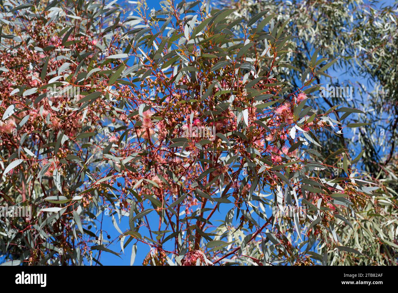 Coral gum or Coolgardie gum (Eucalyptus torquata) is a small tree endemic to western Australia. Flowers and leaves detail. Stock Photo