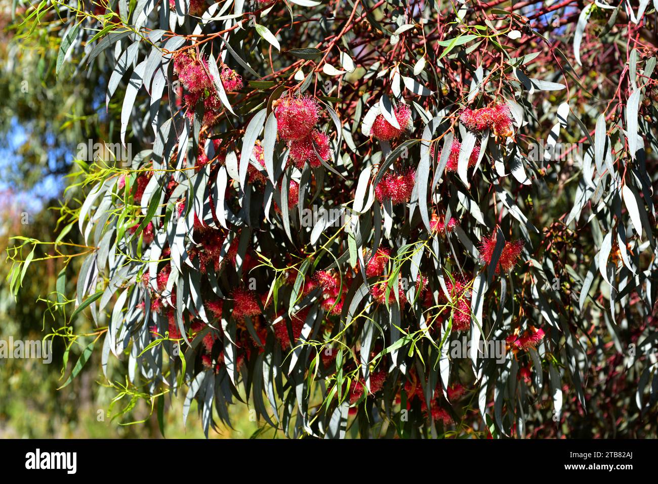 Coral gum or Coolgardie gum (Eucalyptus torquata) is a small tree endemic to western Australia. Flowers and leaves detail. Stock Photo