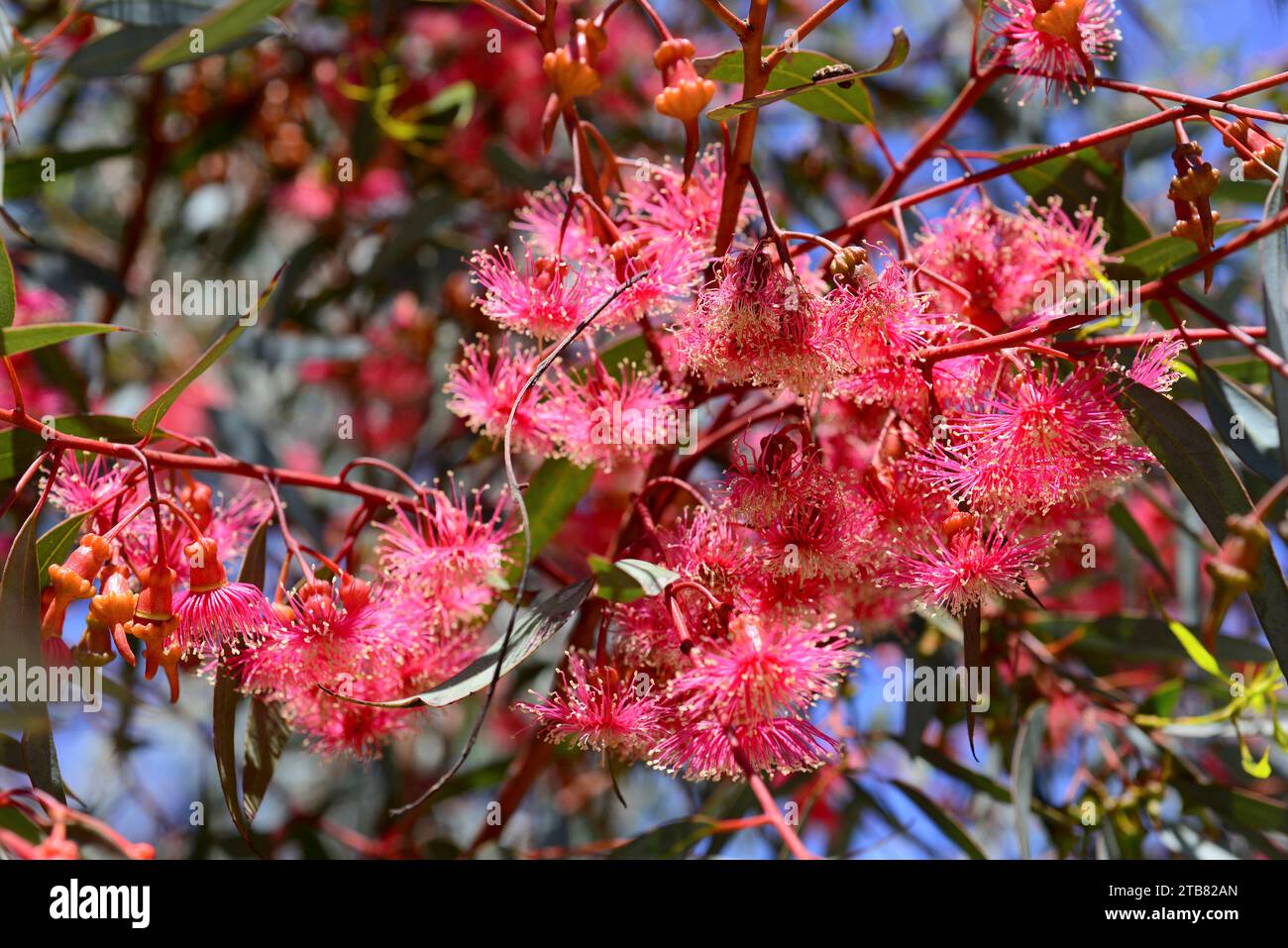 Coral gum or Coolgardie gum (Eucalyptus torquata) is a small tree endemic to western Australia. Flowers detail. Stock Photo