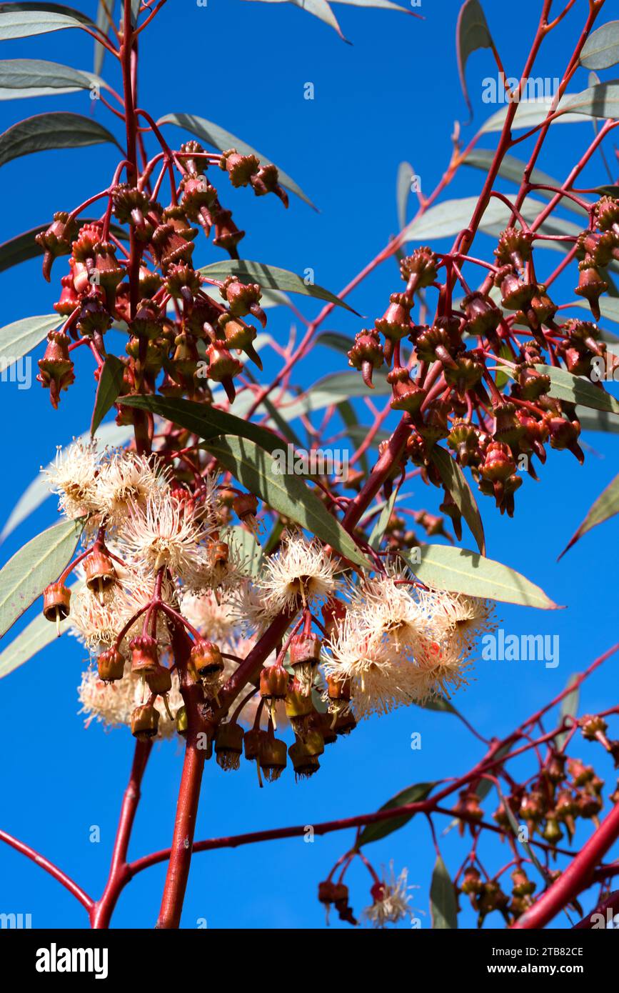 Coral gum or Coolgardie gum (Eucalyptus torquata) is a small tree endemic to western Australia. Flowers and leaves detail. Stock Photo