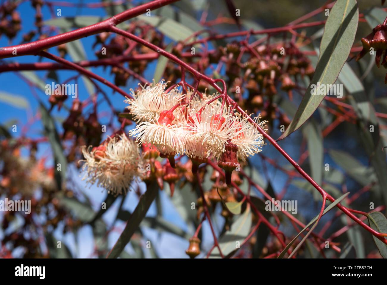 Coral gum or Coolgardie gum (Eucalyptus torquata) is a small tree endemic to western Australia. Flowers detail. Stock Photo