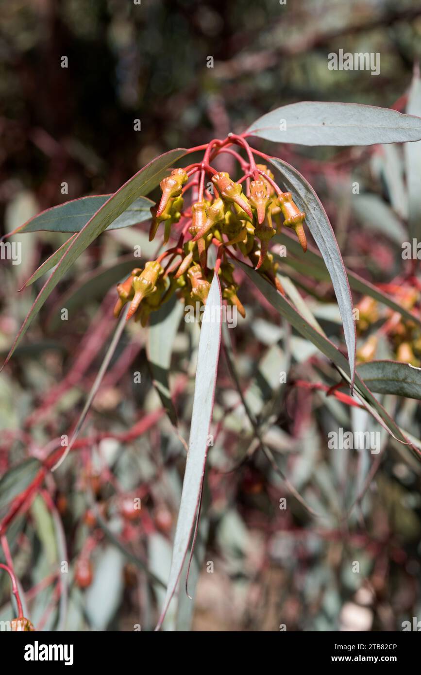 Coral gum or Coolgardie gum (Eucalyptus torquata) is a small tree endemic to western Australia. Flowers buds. Stock Photo