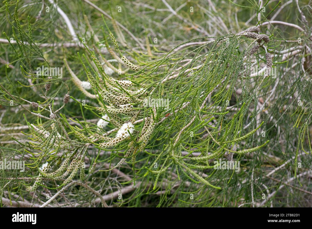 Chenille honey-myrtle (Melaleuca huegelii) is a shrub endemic to southwestern Australia. Inflorescences and leaves detail. Stock Photo