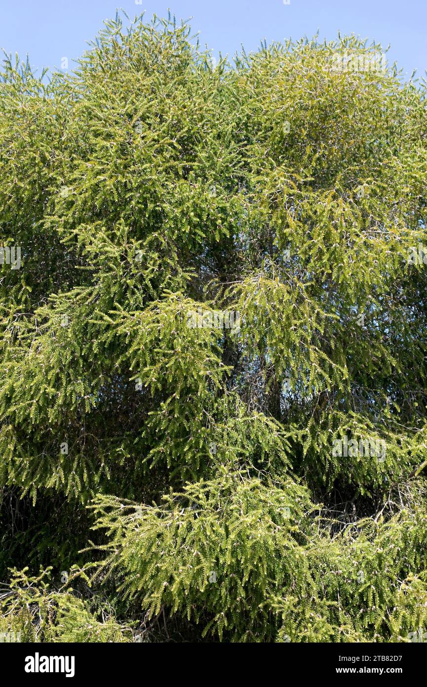 Prickly paperbark (Melaleuca styphelioides) is a tree native to Australia. Stock Photo