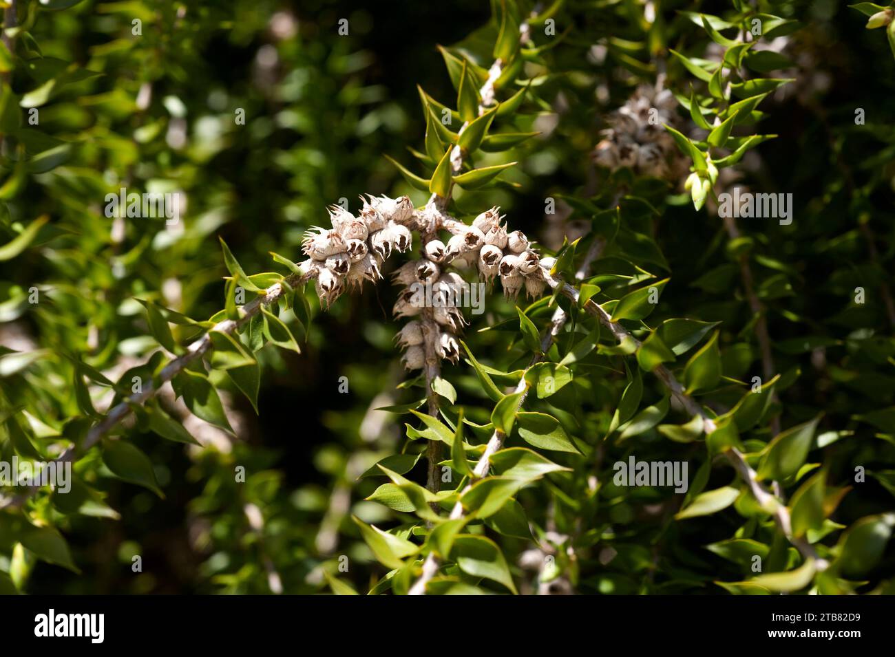 Prickly paperbark (Melaleuca styphelioides) is a tree native to Australia. Fruits and leaves detail. Stock Photo