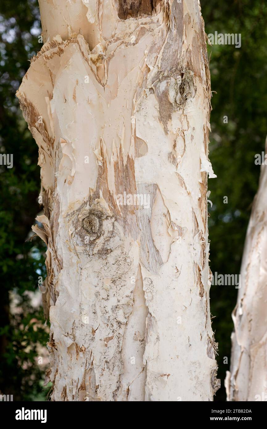 Prickly paperbark (Melaleuca styphelioides) is a tree native to Australia. Bark detail. Stock Photo