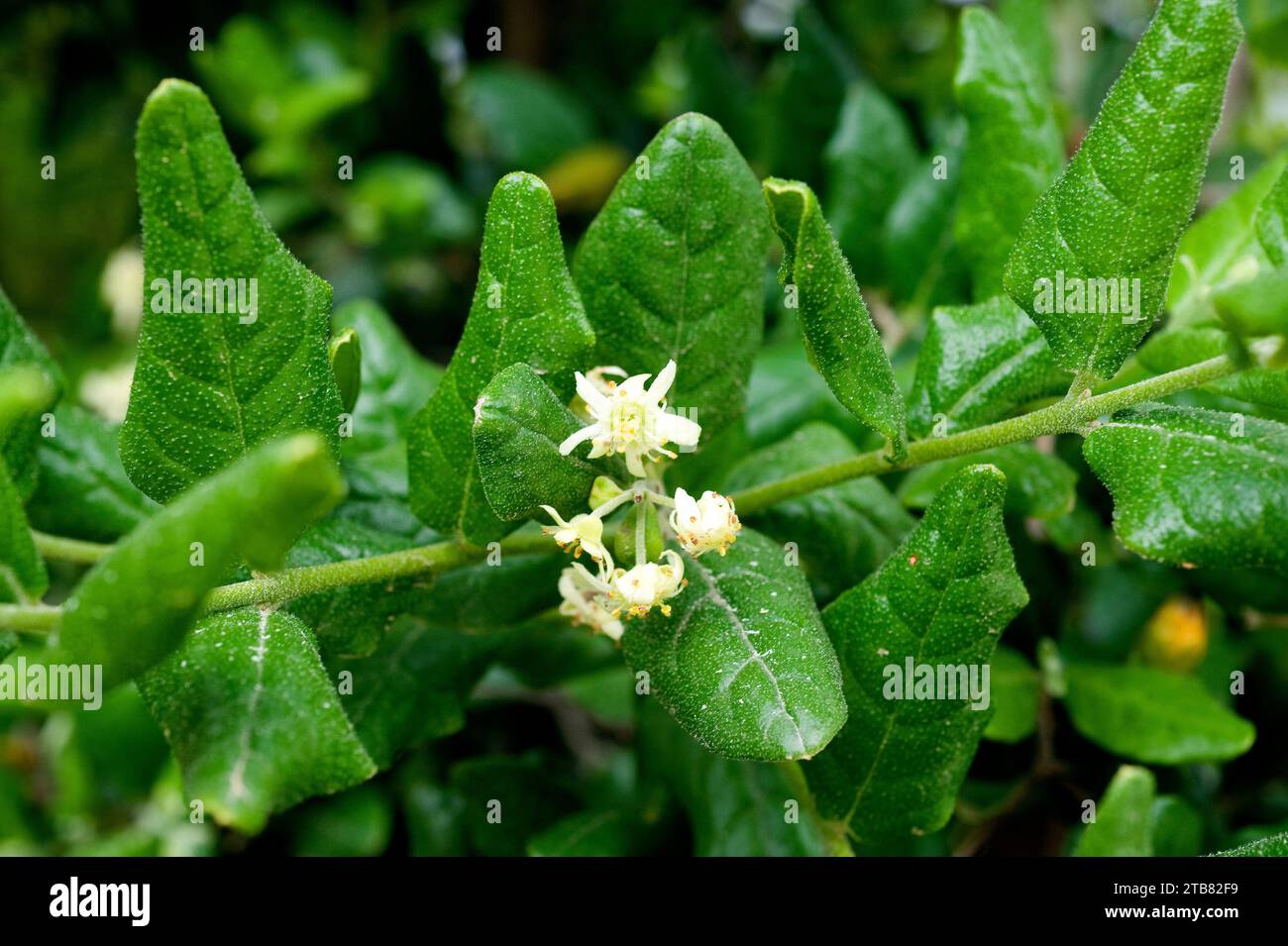 Boldo (Peumus boldus) is a tree endemic to Chile. Its leaves are used for culinary and medicinal purposes. Stock Photo