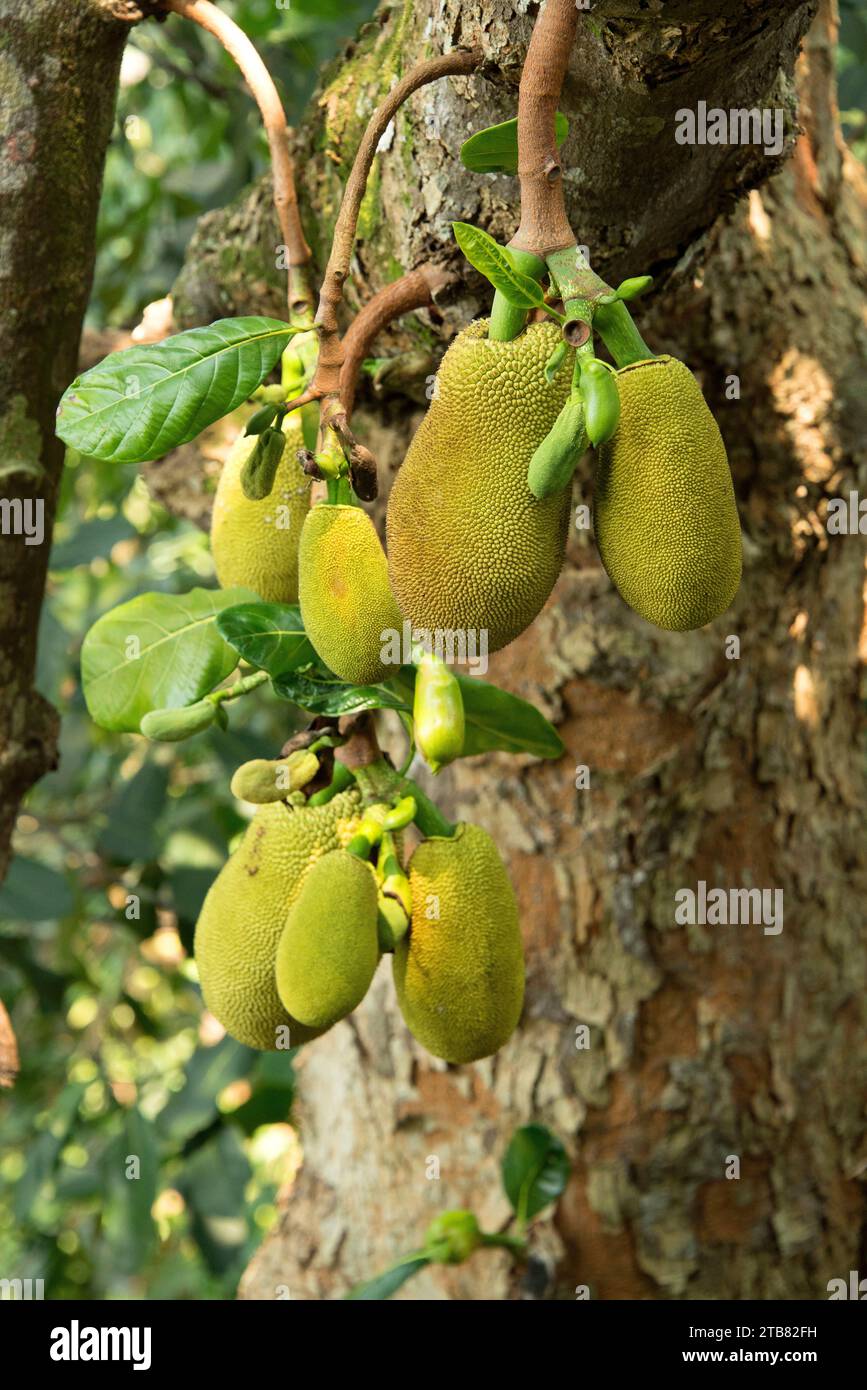 Jackfruit (Artocarpus heterophyllus) is a tree native to southwest India. Its multiple fruits (infrutescences) are edible. Stock Photo