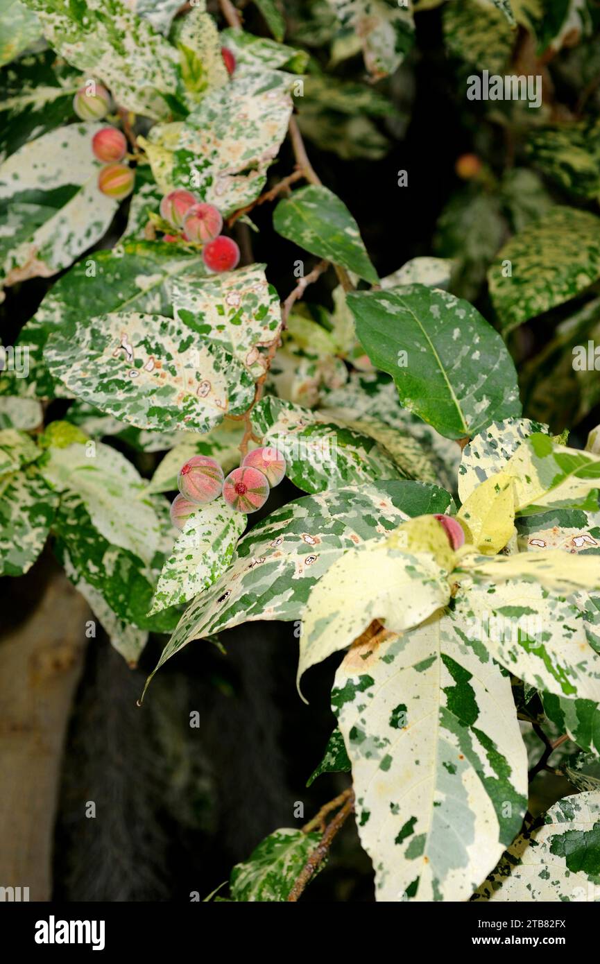 Clown fig (Ficus aspera) is a tree native to south Pacific (Vanuatu). Its fruits are edible. Variegated leaves and fruits detail. Stock Photo