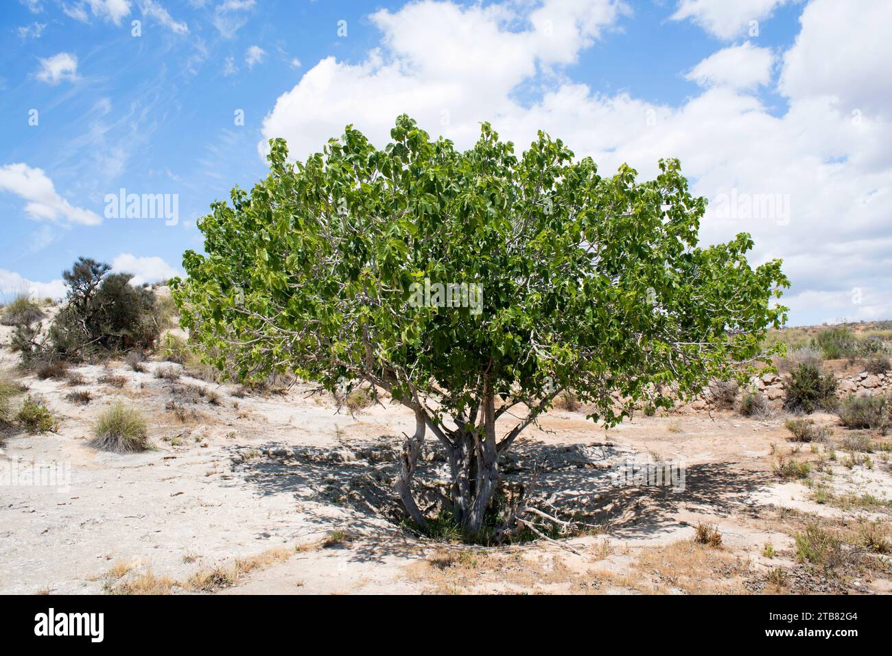 Common fig (Ficus carica) is a small deciduous tree native to south western Asia but naturalized in Mediterranean Basin. This photo was taken in summe Stock Photo