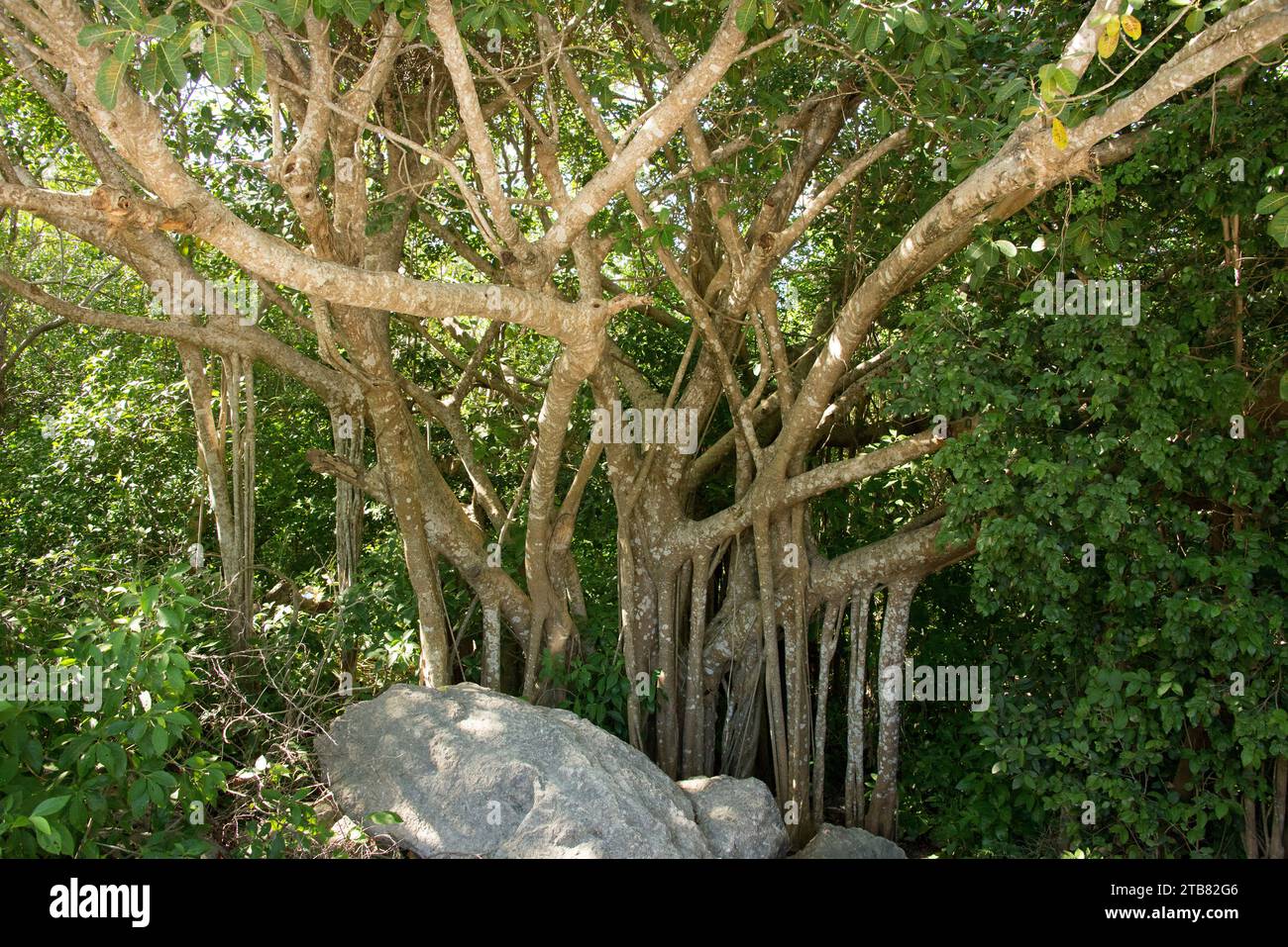Nacapul (Ficus cotinifolia) is a strangler fig native to mexico and Central America. This photo was taken in Tulum, Yucatan, Mexico. Stock Photo