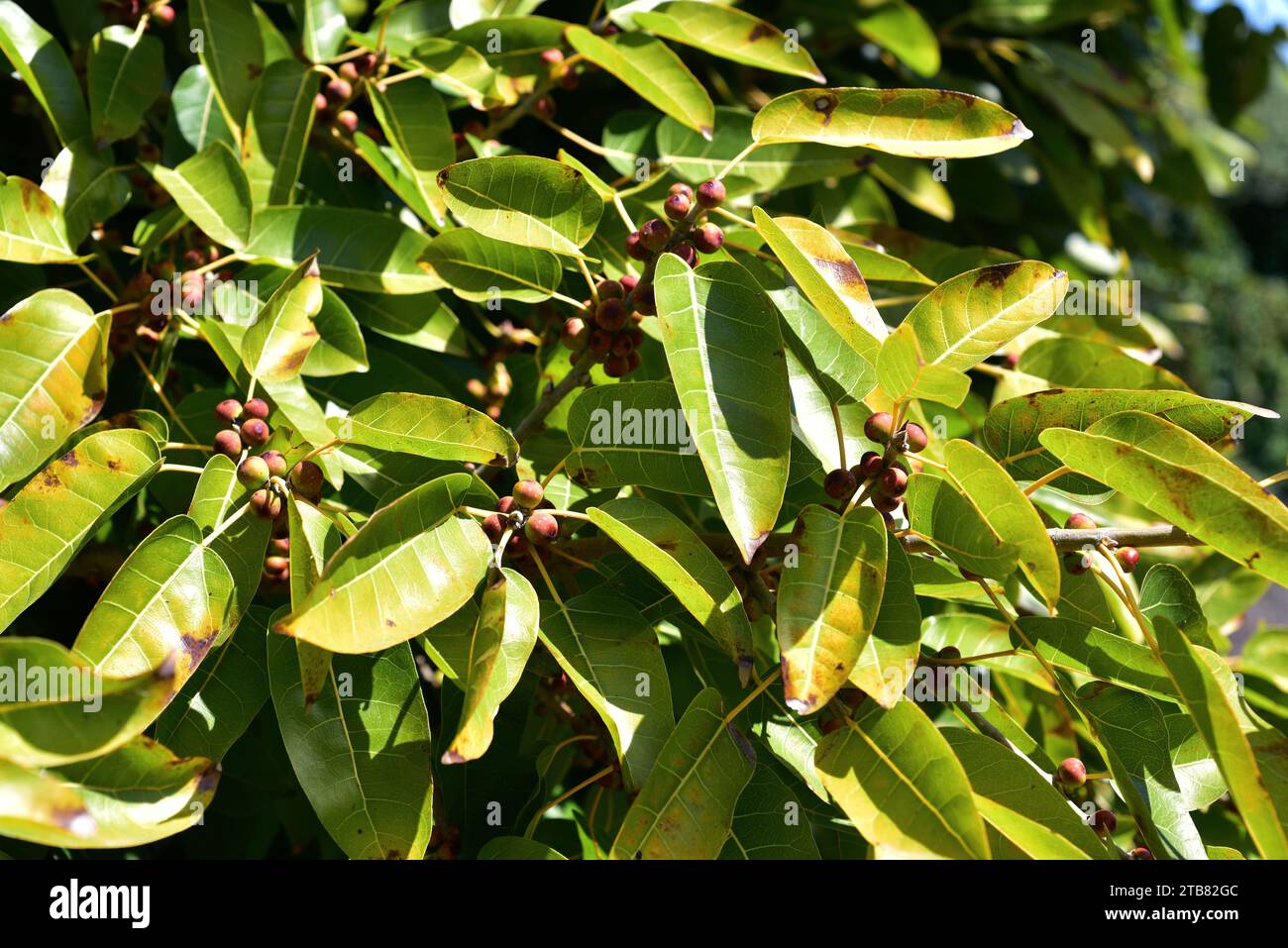 Red-leaved fig (Ficus ingens) is a tree native to Africa and southern Arabia. Fruits and leaves detail. Stock Photo