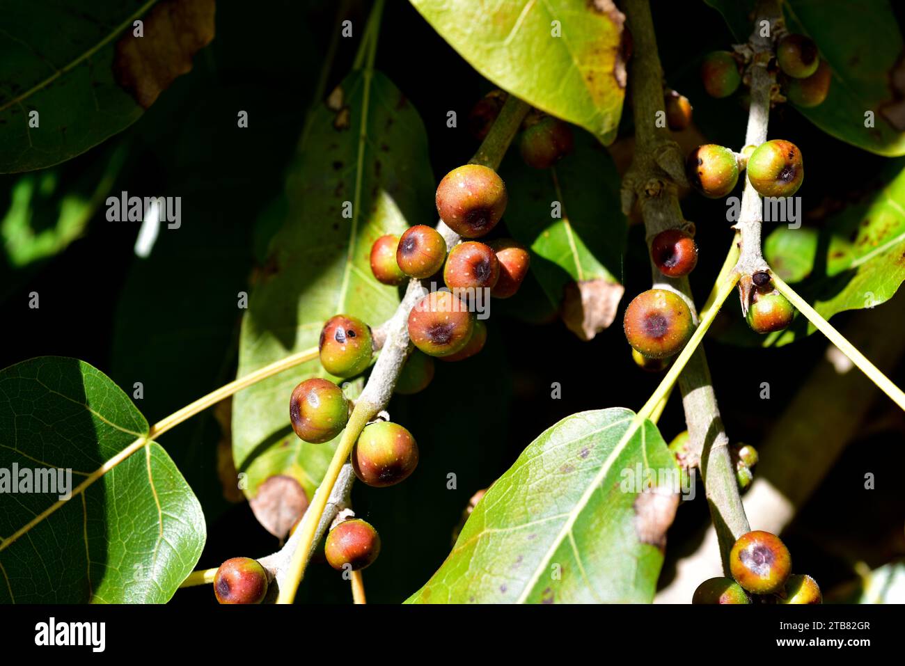 Red-leaved fig (Ficus ingens) is a tree native to Africa and southern Arabia. Fruits and leaves detail. Stock Photo