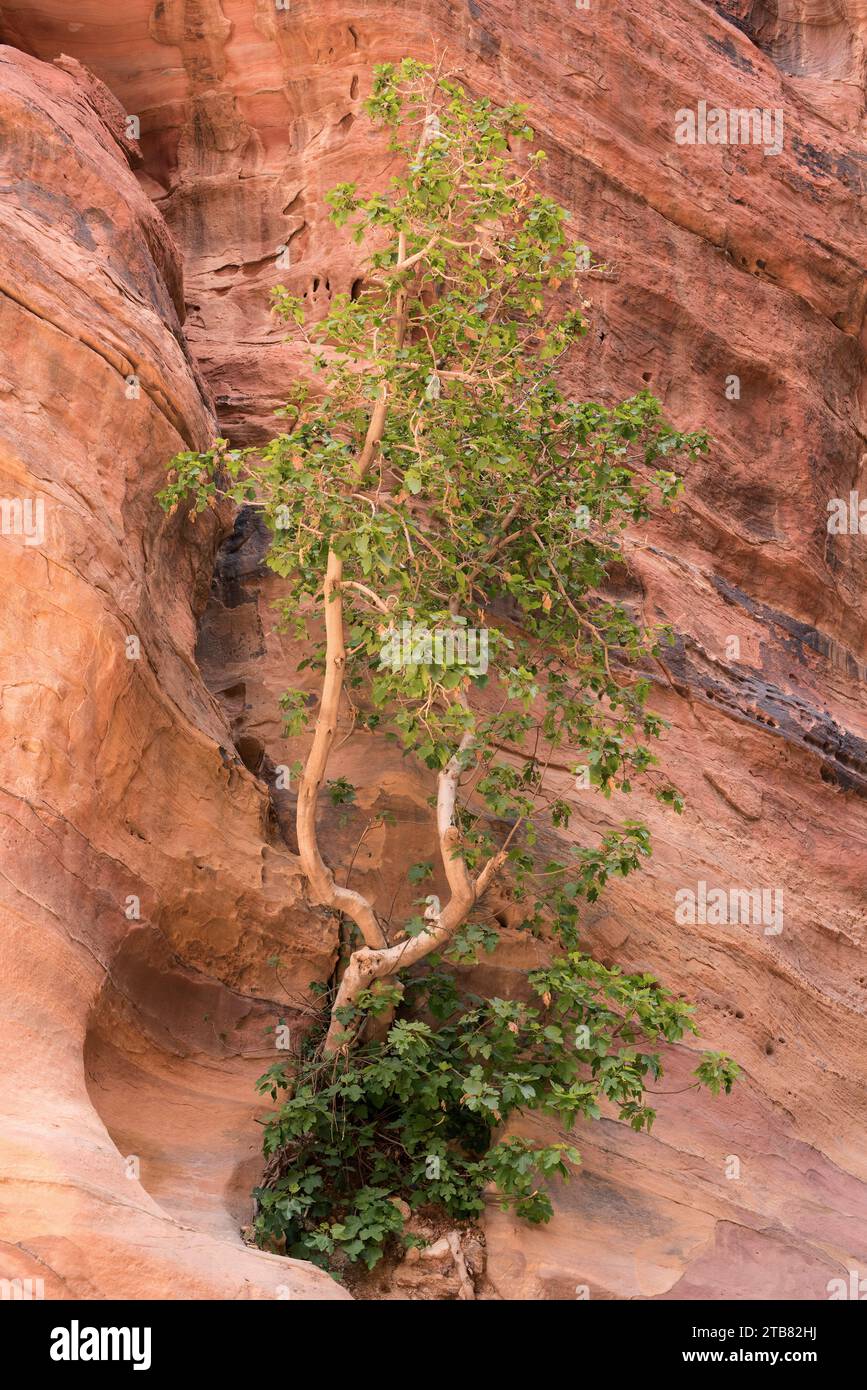 Wild fig (Ficus palmata) is a shrub native to western Asia and nortu eastern Africa. This photo was taken in Petra World Heritage, Jordan. Stock Photo