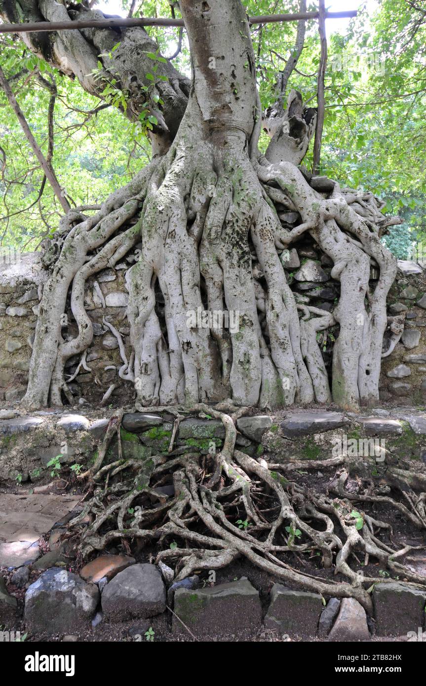 Warka (Ficus vasta or Ficus socotrana) is an epiphyte tree native to Ethiopia and Yemen. This photo was taken in Gondar, Ethiopia. Stock Photo