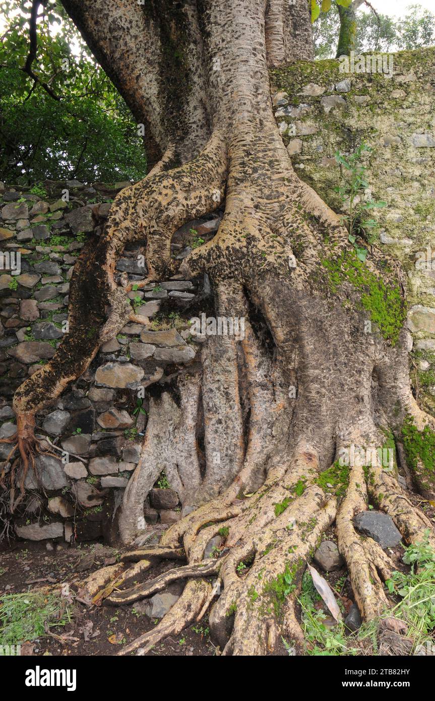 Warka (Ficus vasta or Ficus socotrana) is an epiphyte tree native to Ethiopia and Yemen. This photo was taken in Gondar, Ethiopia. Stock Photo