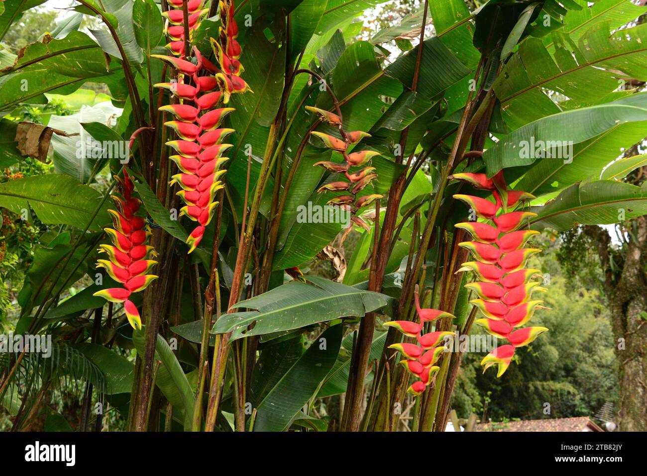 Hanging lobster claw (Heliconia rostrata) is an ornamental plant native