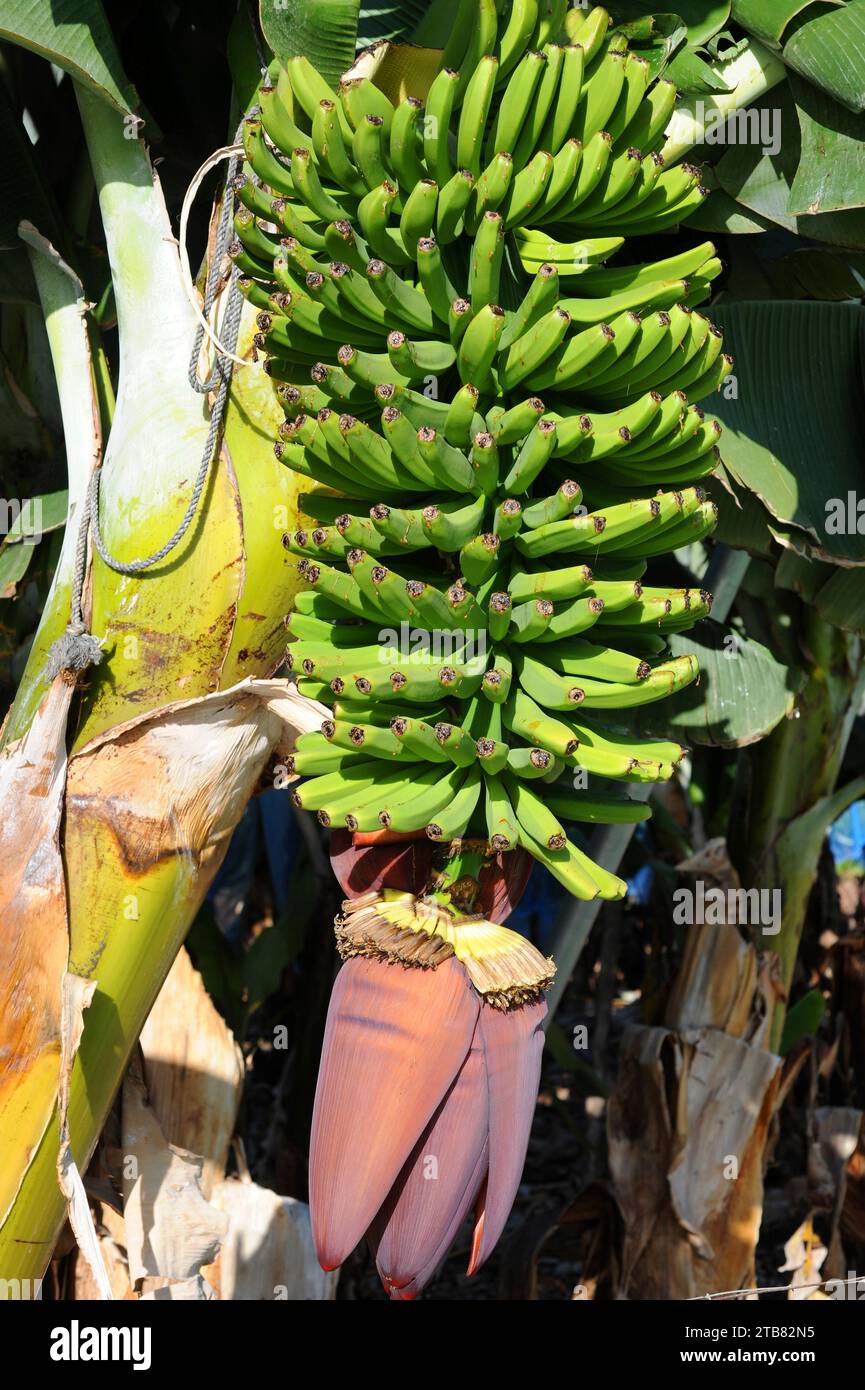 Banana (Musa x paradisiaca) is a hybrid plant between Musa balbisiana and Musa acuminata. Culture in Arucas, Gran Canaria Island, Canary Islands, Spai Stock Photo