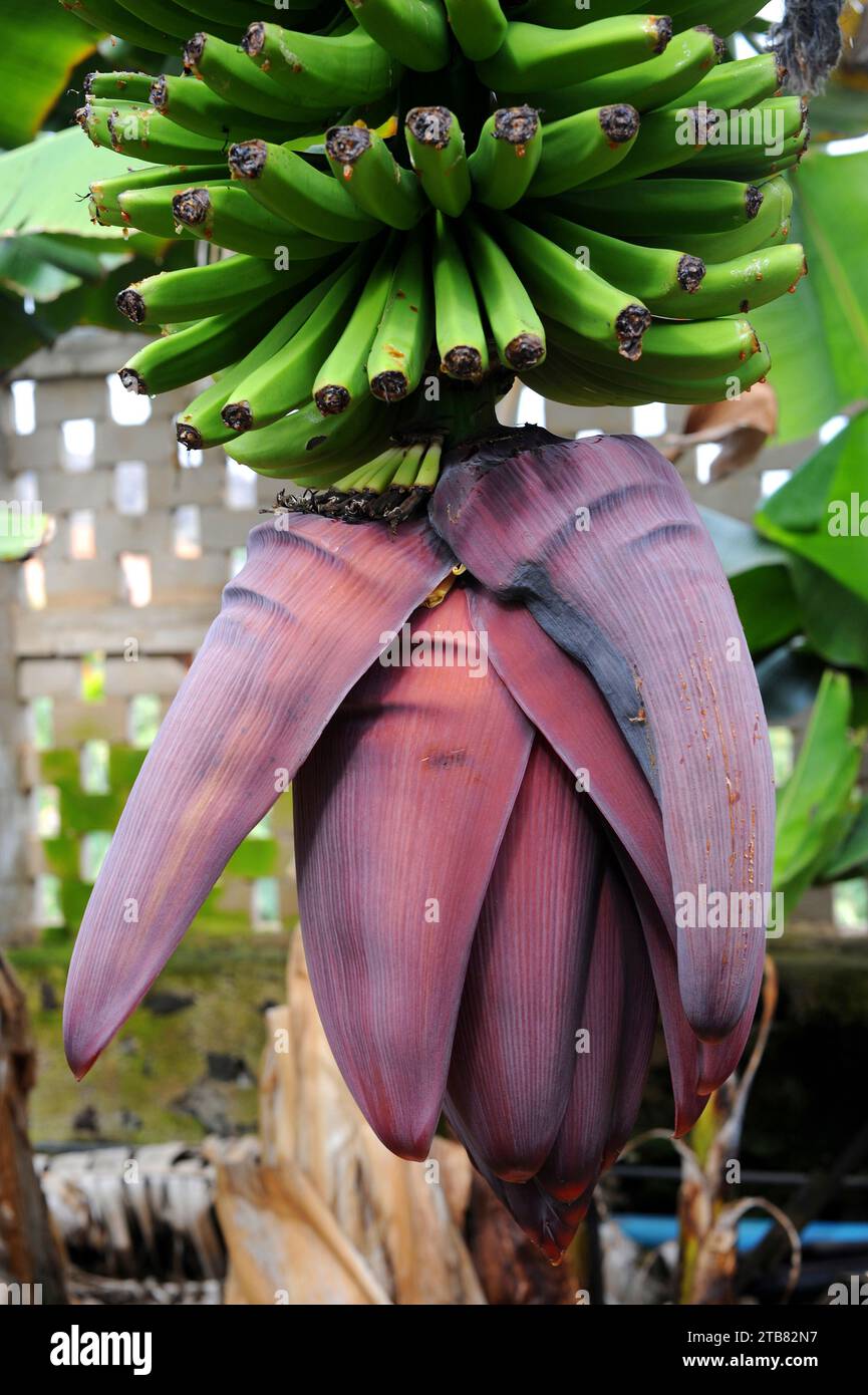 Banana (Musa x paradisiaca) is a hybrid plant between Musa balbisiana and Musa acuminata. Culture in Arucas, Gran Canaria Island, Canary Islands, Spai Stock Photo