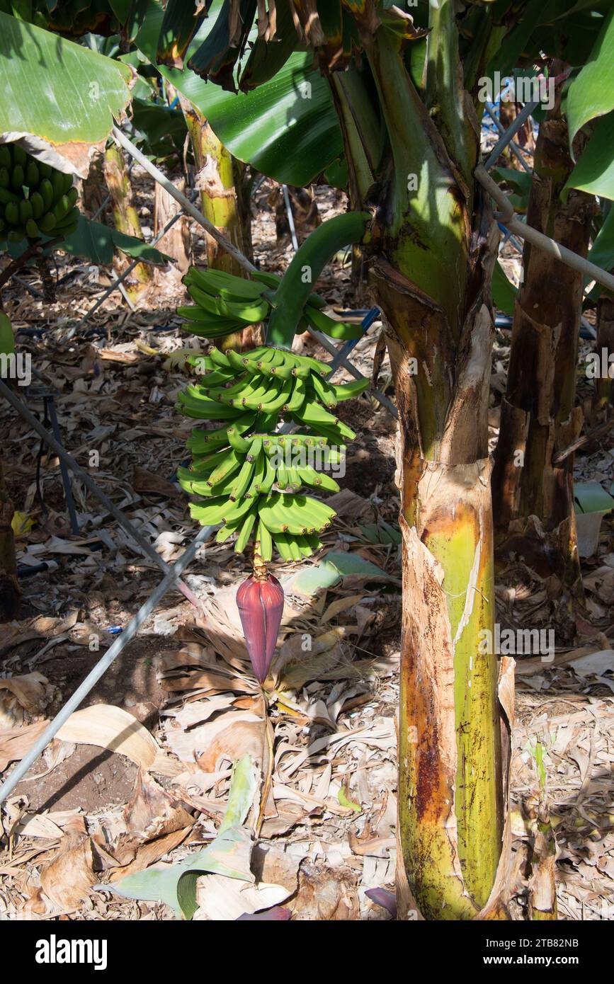 Banana (Musa x paradisiaca) is a hybrid plant between Musa balbisiana and Musa acuminata. Culture in La Palma Island, Canary Islands, Spain. Stock Photo