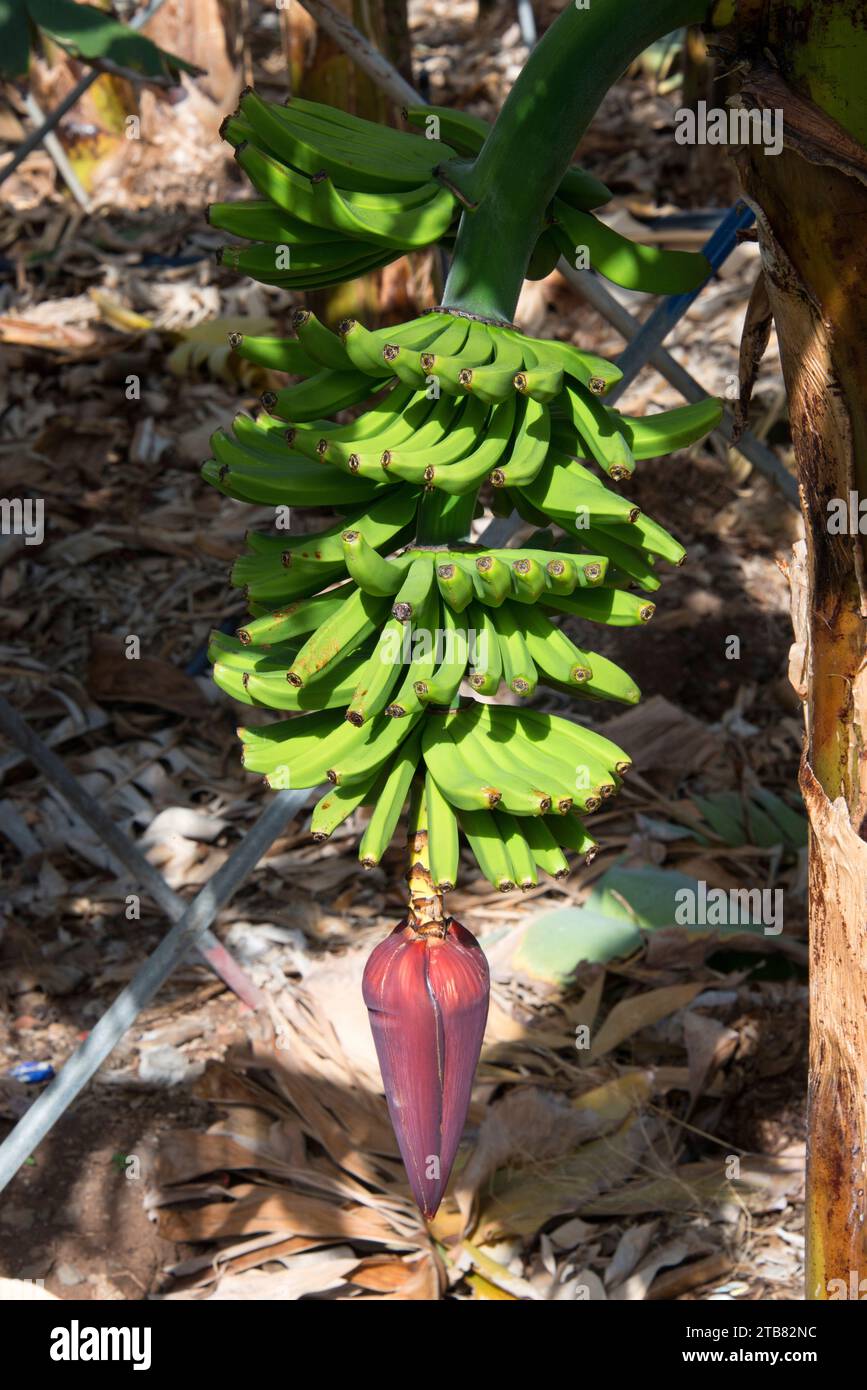 Banana (Musa x paradisiaca) is a hybrid plant between Musa balbisiana and Musa acuminata. Culture in La Palma Island, Canary Islands, Spain. Stock Photo
