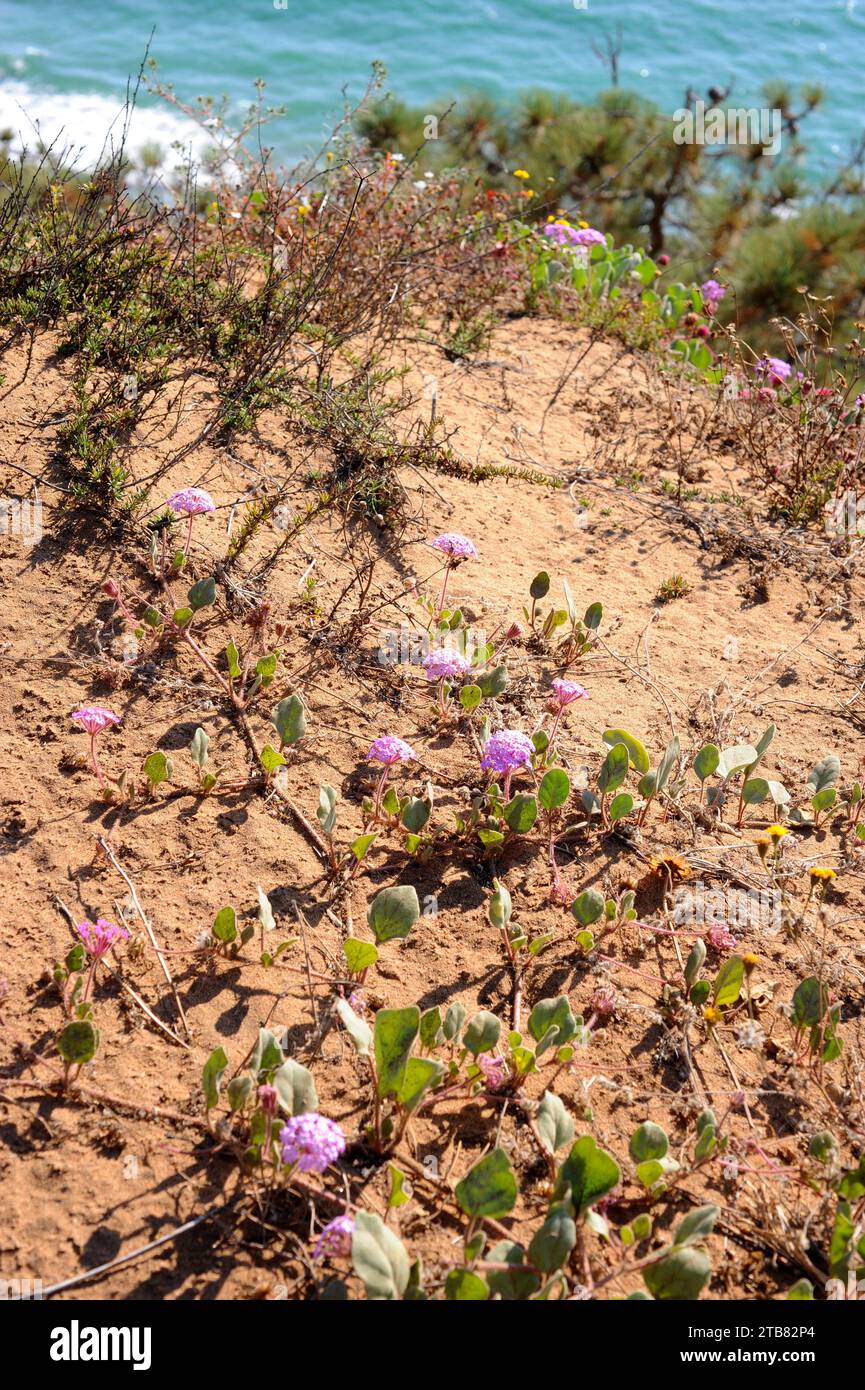 Pink sand verbena (Abronia umbellata) is a prostrate perennial herb native to western North America. This photo was taken in Torrey Pines Natural Rese Stock Photo