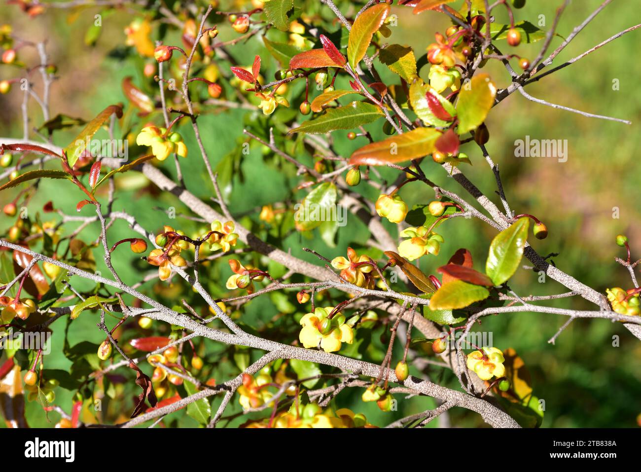 Bird's eye bush, carnival ochna or Micky Mouse bush (Ochna serrulata) is an ornamental shrub native to South Africa. Stock Photo