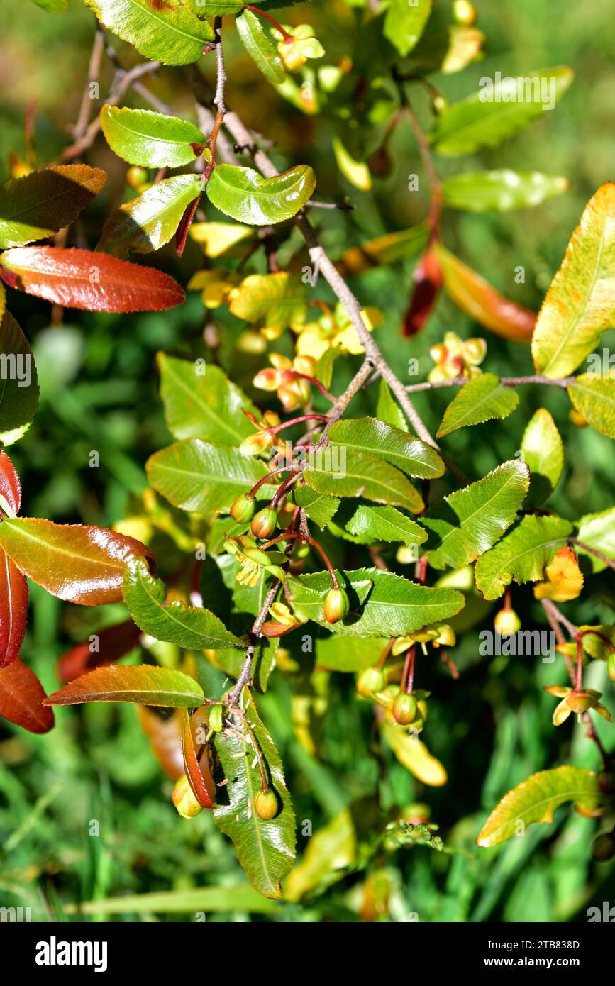 Bird's eye bush, carnival ochna or Micky Mouse bush (Ochna serrulata) is an ornamental shrub native to South Africa. Stock Photo