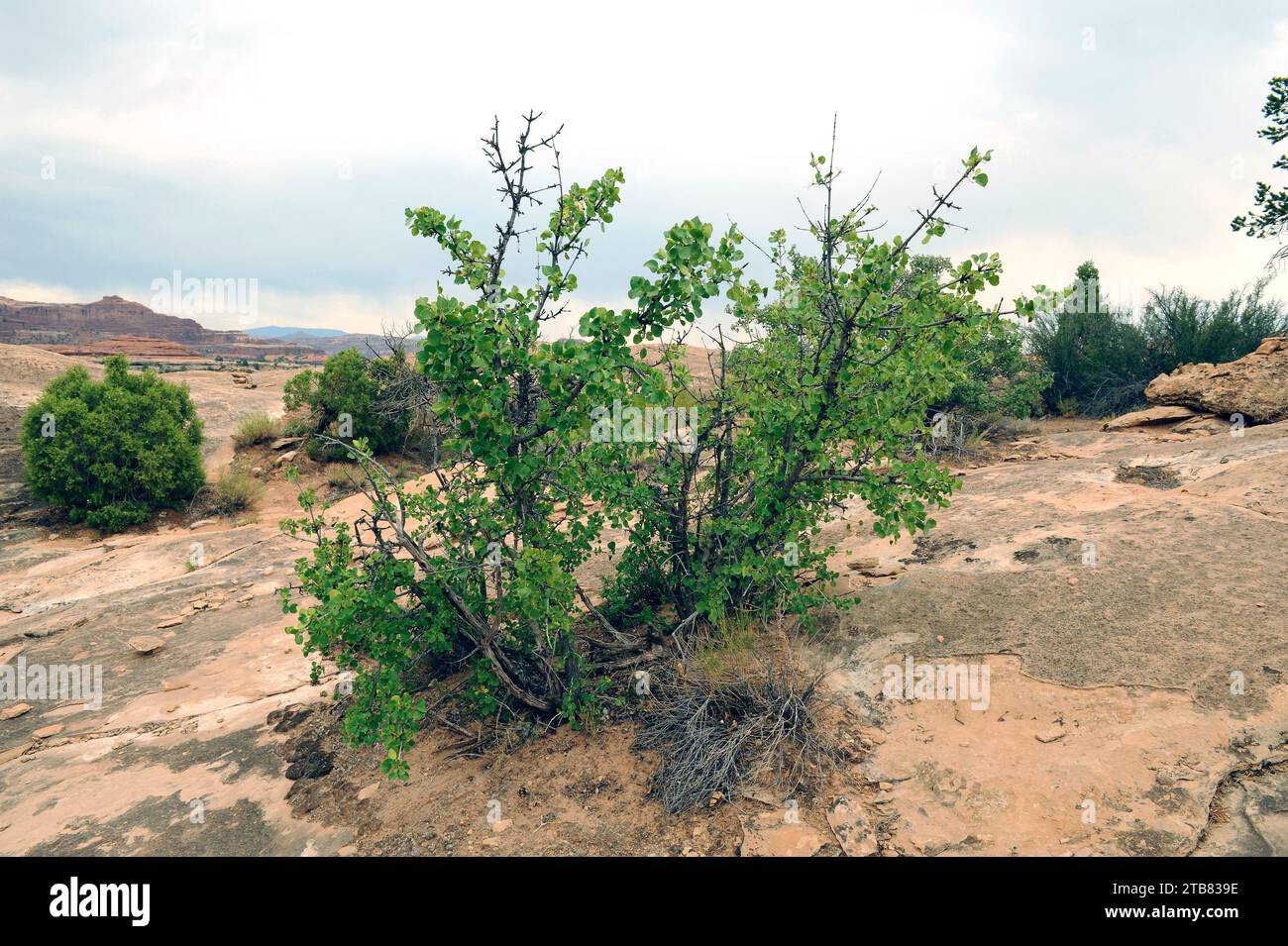 Single-leaf ash (Fraxinus anomala) is a deciduous shrub or small ...